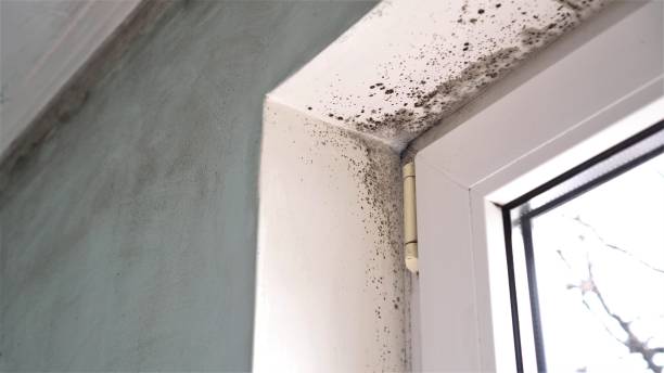 Best Post-Construction Mold Inspection  in Heathrow, FL