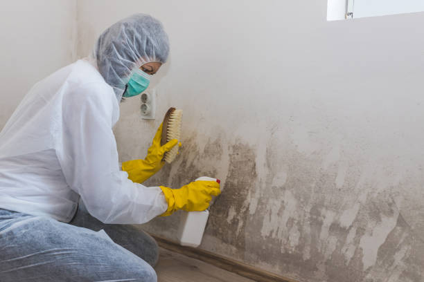 Best Attic Mold Removal  in Heathrow, FL