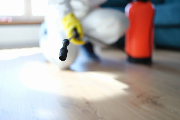 Best Mold Odor Removal Services  in Heathrow, FL