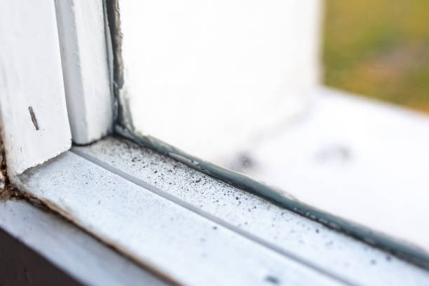 Best Mold Documentation for Insurance Claims  in Heathrow, FL