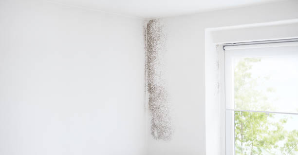 Best Emergency Mold Remediation  in Heathrow, FL