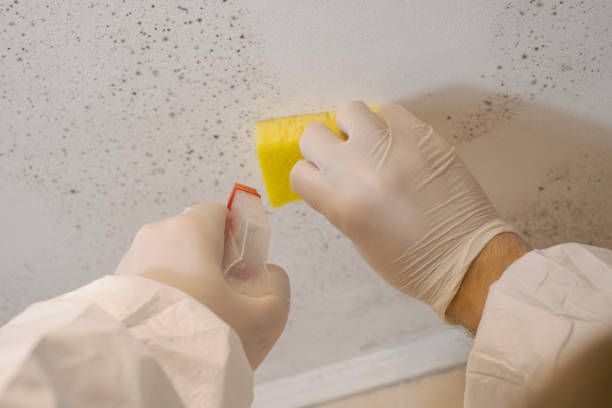 Best Commercial Mold Inspection  in Heathrow, FL
