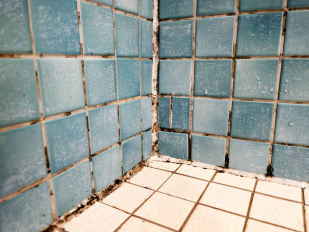 Best Crawl Space Mold Remediation  in Heathrow, FL