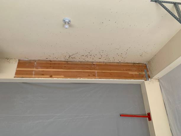 Best Basement Mold Removal  in Heathrow, FL