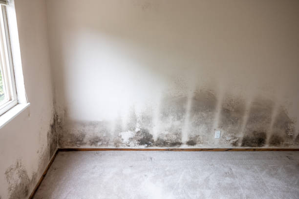 Best Dehumidification Services  in Heathrow, FL