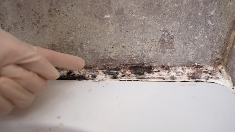 Best Flood Damage  in Heathrow, FL