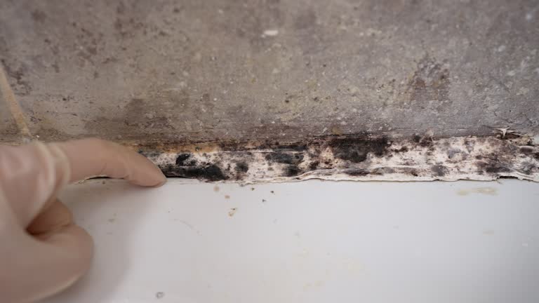 Best Basement Mold Removal  in Heathrow, FL